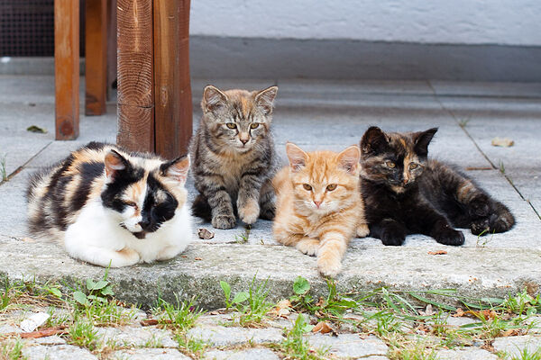 Katzen Haustiere auf dem Bauernhof Bayerischer Wald